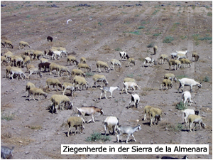 Ziegenherde in der Sierra de la Almenara
